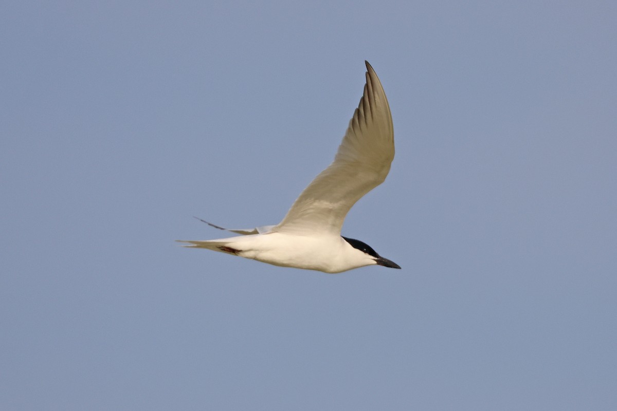 Gull-billed Tern - ML621131244