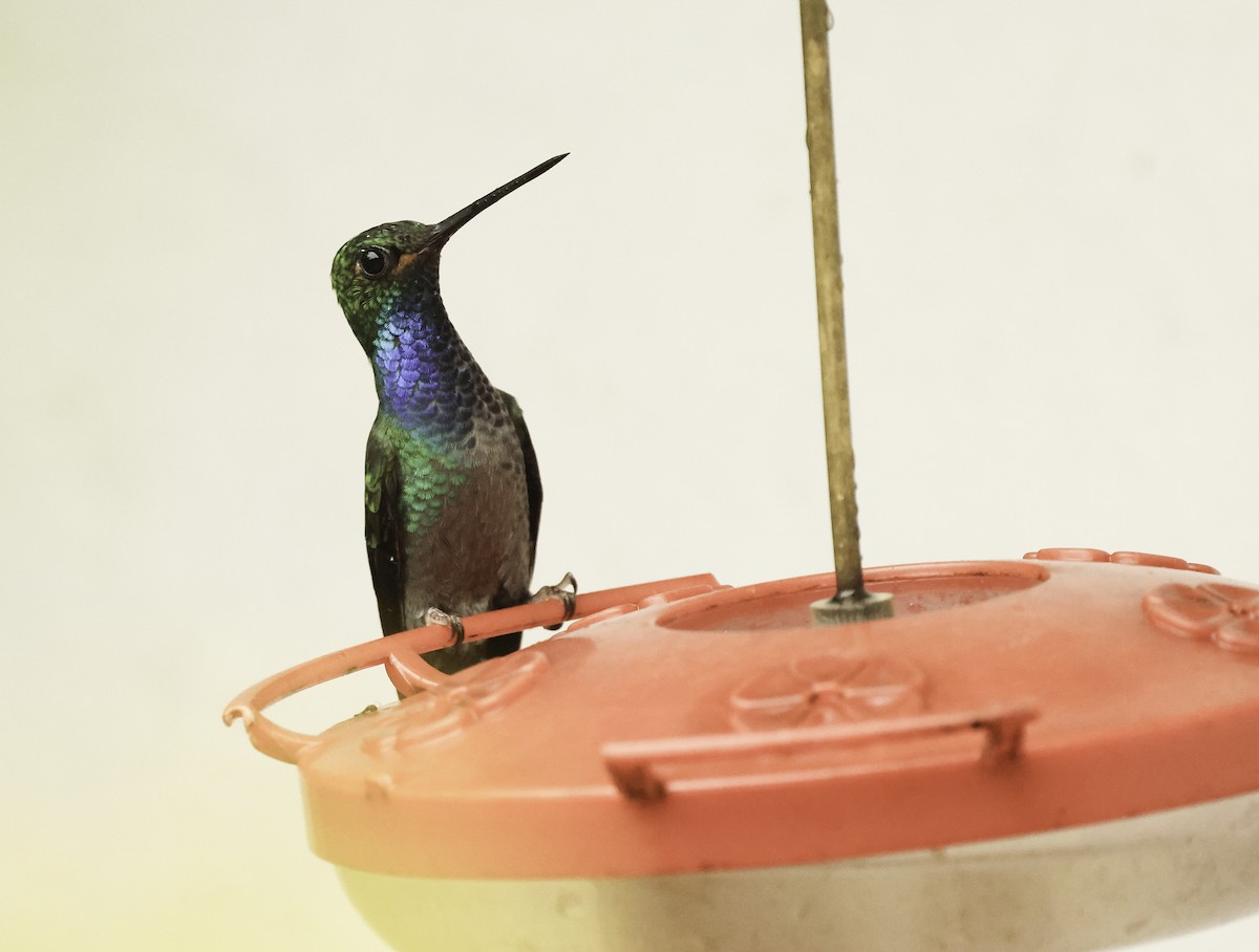kolibřík zelenohřbetý - ML621131266