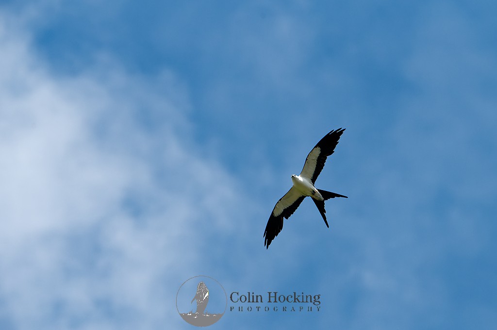 Swallow-tailed Kite - ML621131271