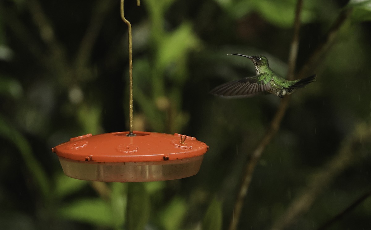 Many-spotted Hummingbird - ML621131276