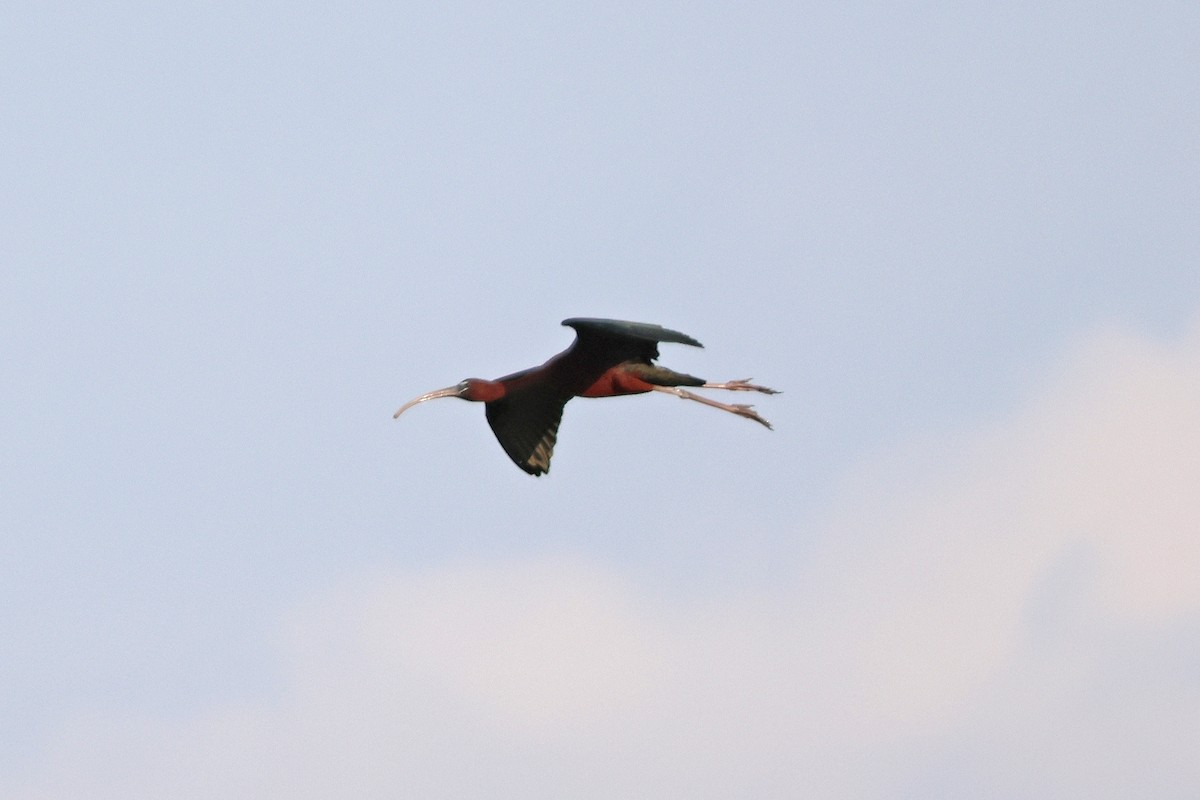 ibis hnědý - ML621131277