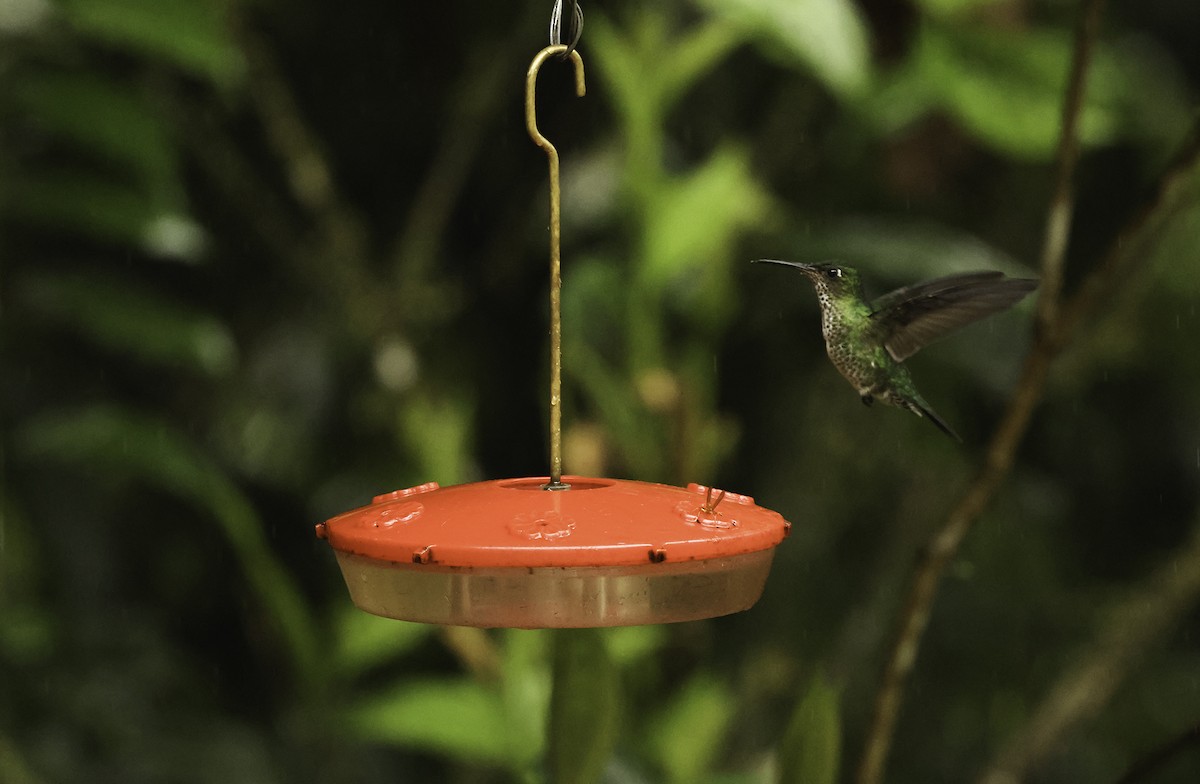 Many-spotted Hummingbird - ML621131278