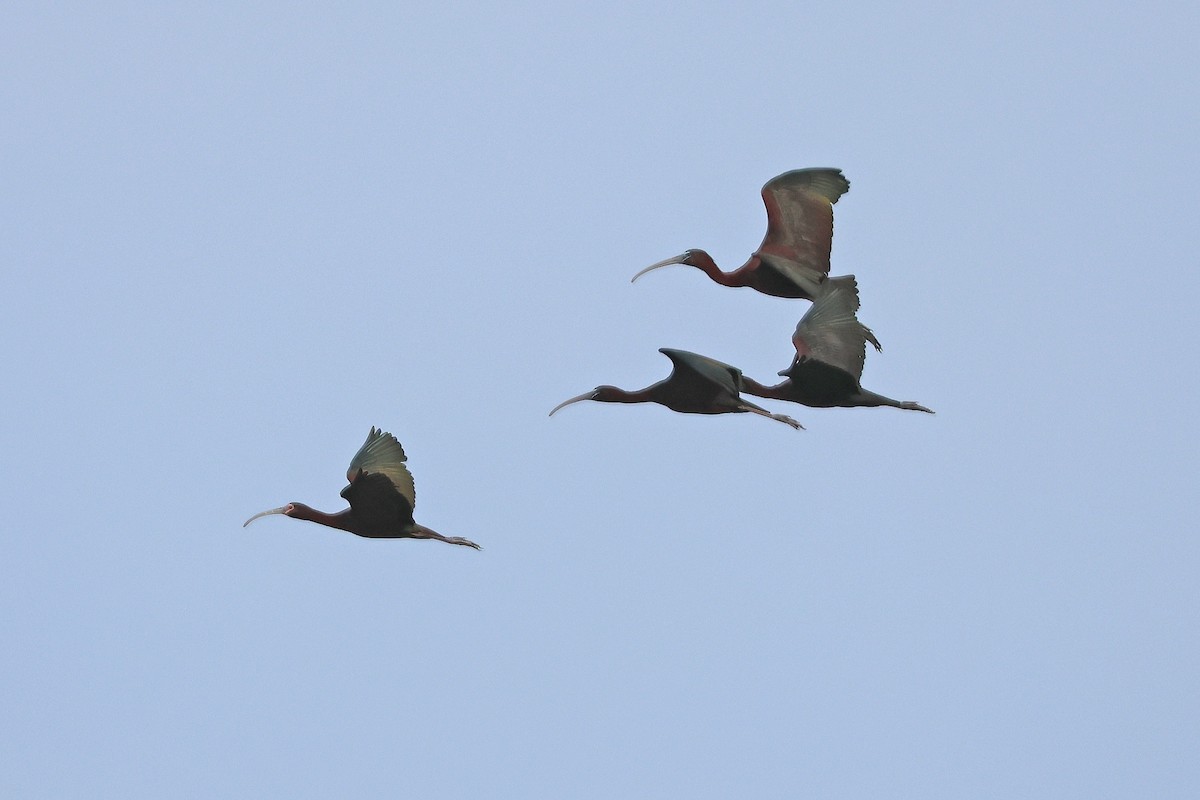 ibis hnědý - ML621131279