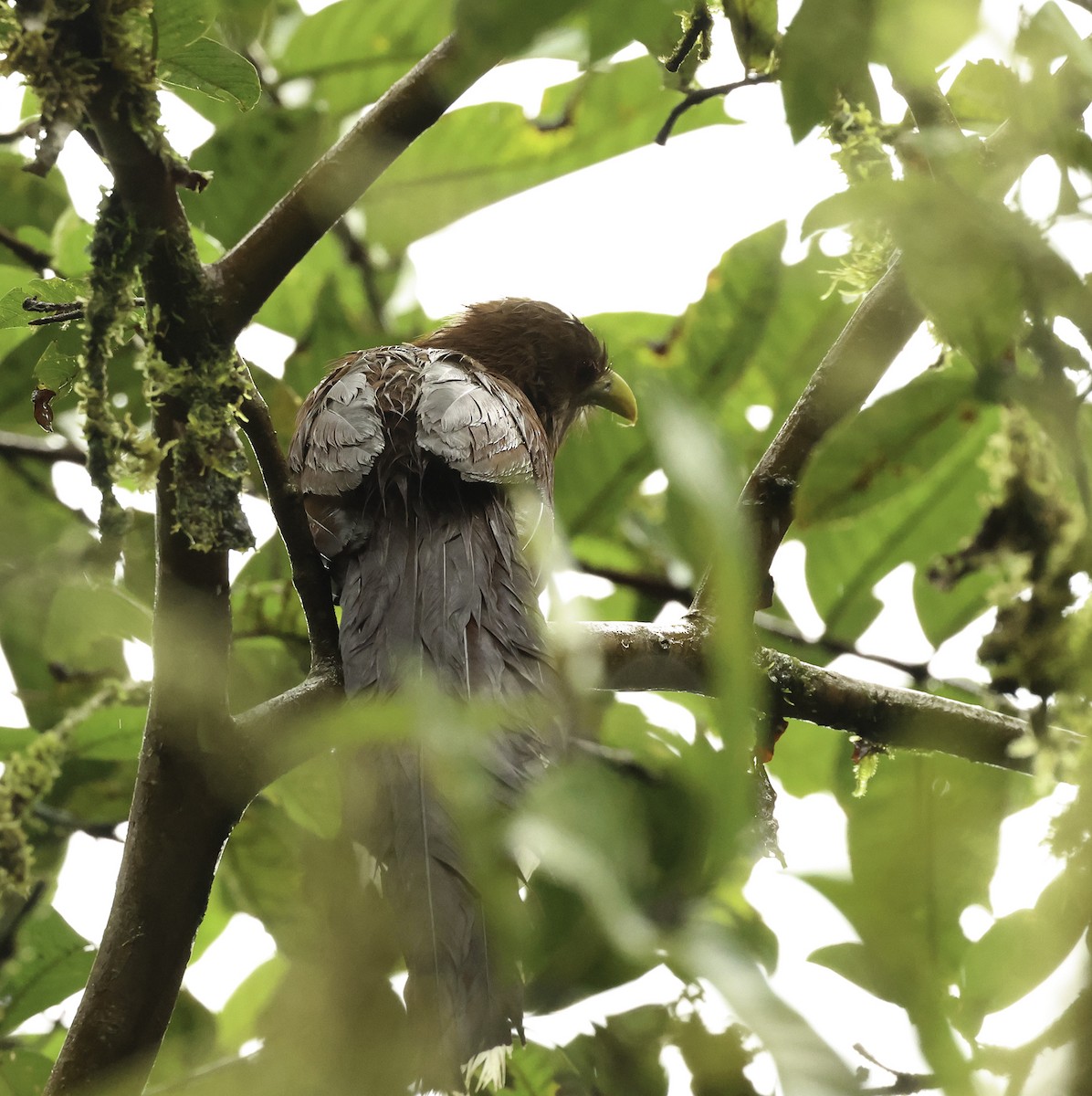 Squirrel Cuckoo (Amazonian) - ML621131281