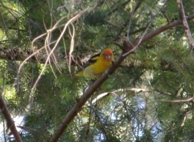 Western Tanager - ML621131283