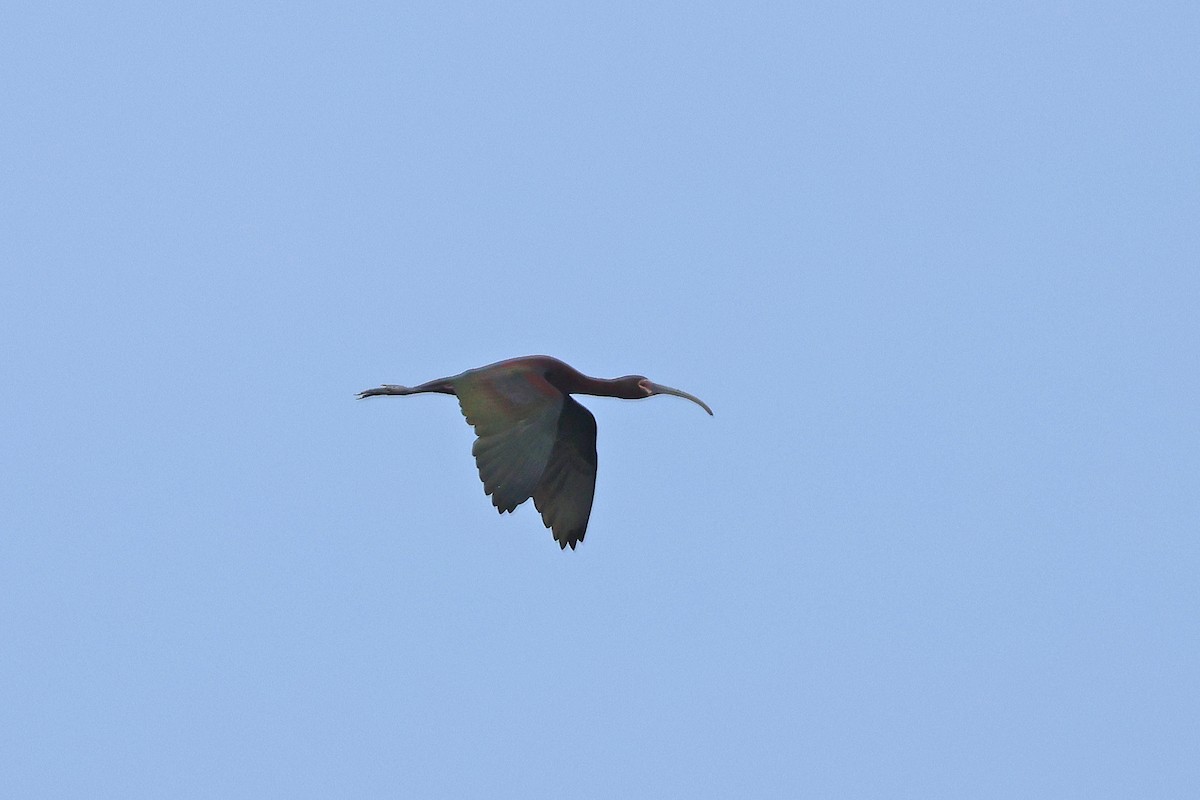 ibis americký - ML621131290