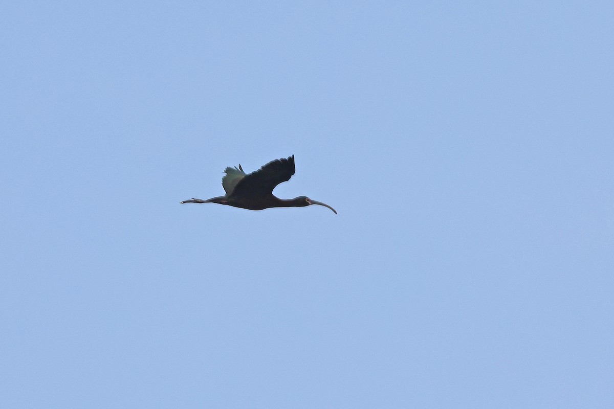 ibis americký - ML621131292