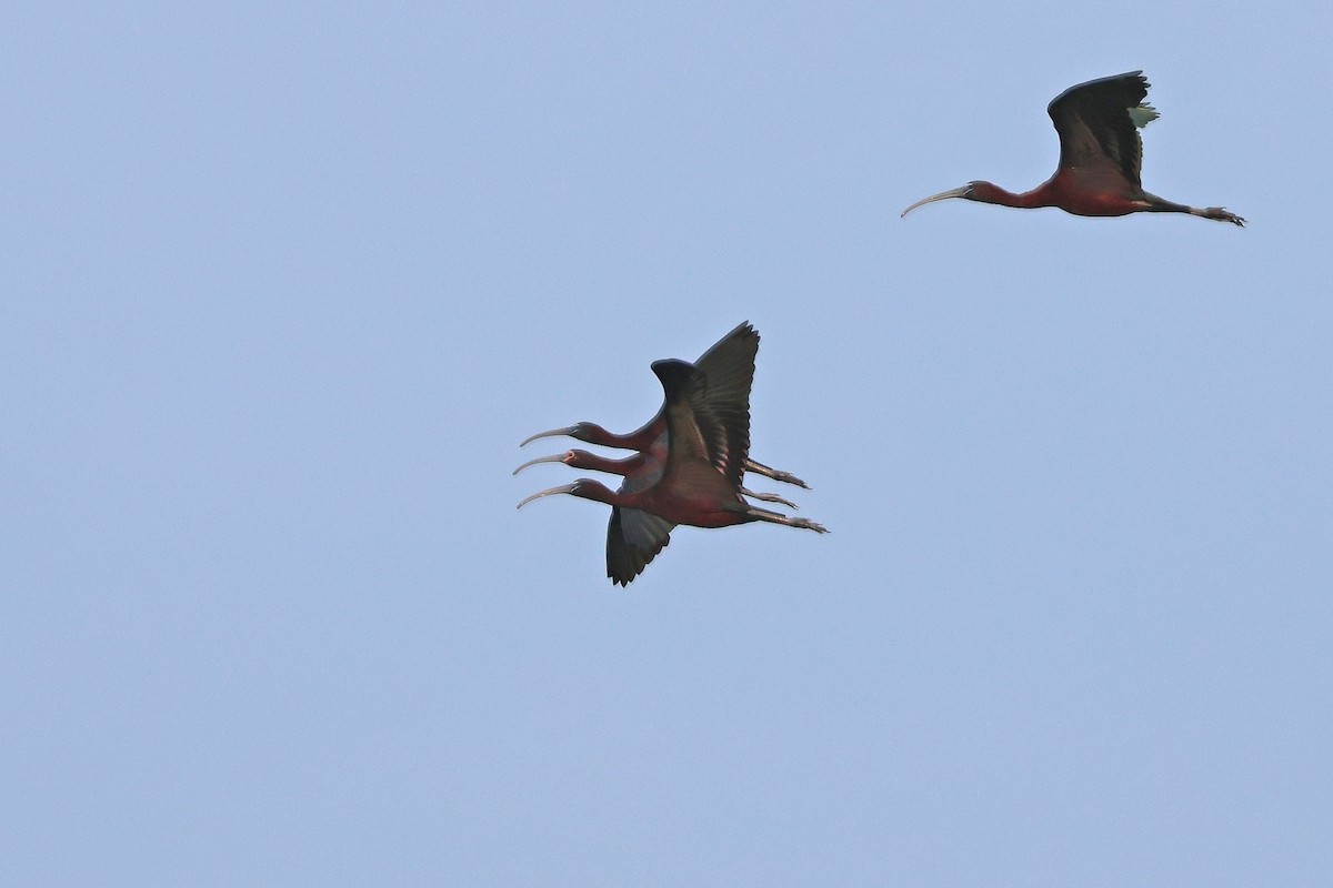 ibis americký - ML621131293