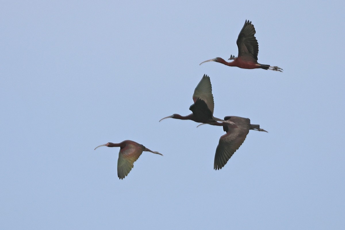 ibis americký - ML621131294