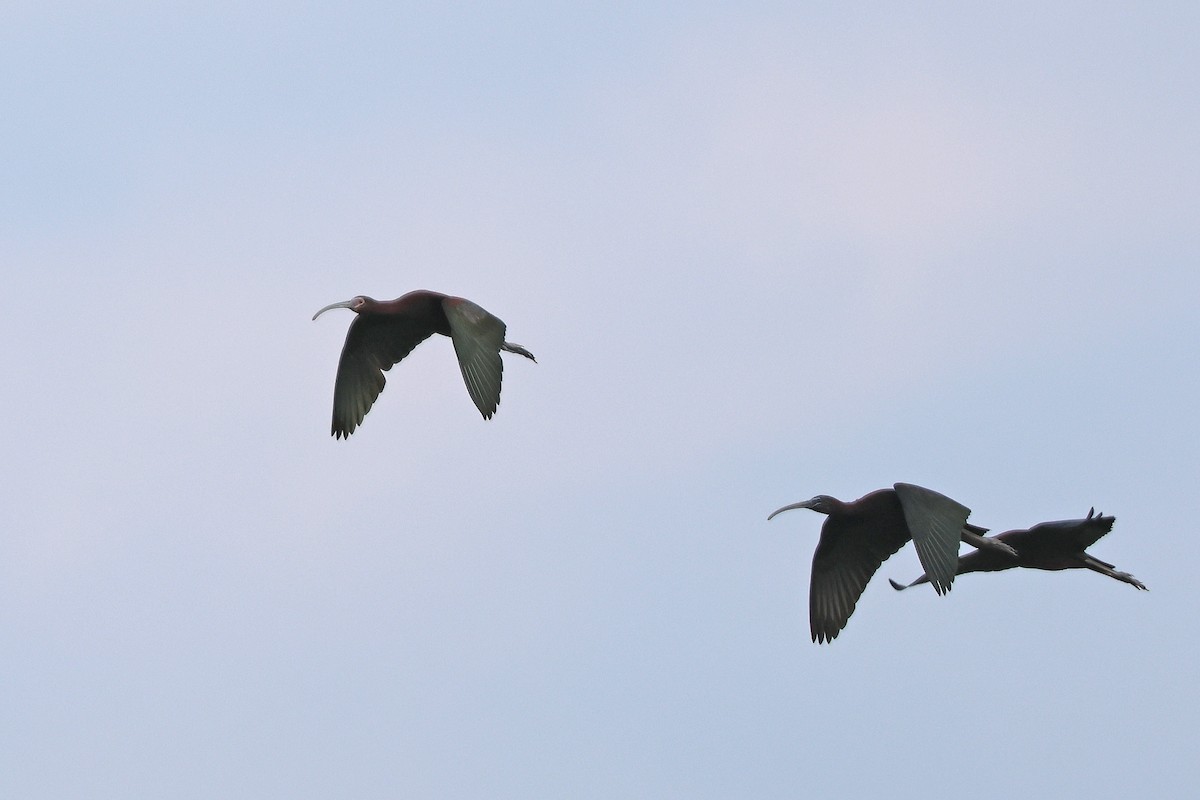 ibis americký - ML621131295