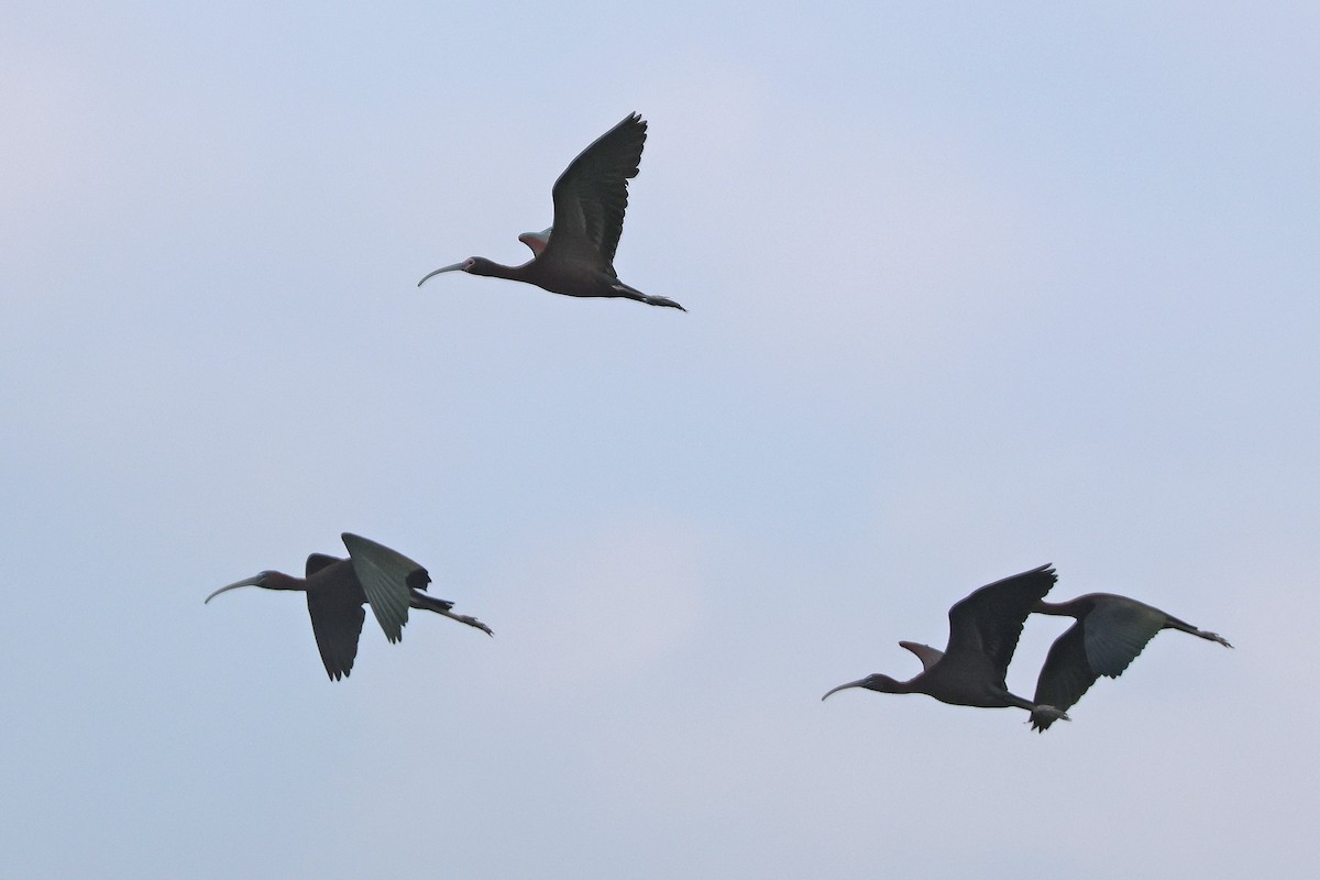 ibis americký - ML621131296