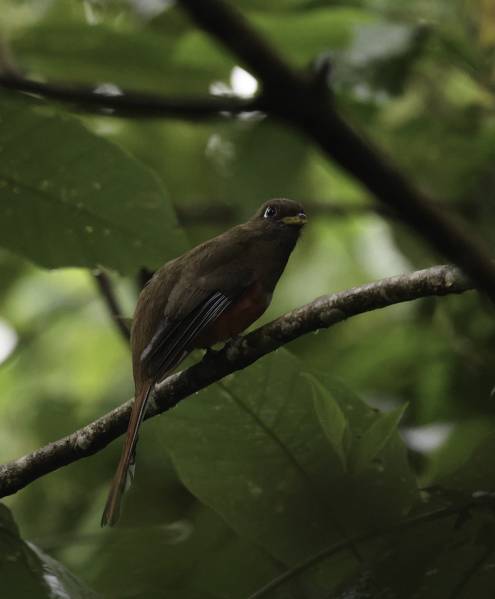 Halkalı Trogon [collaris grubu] - ML621131301