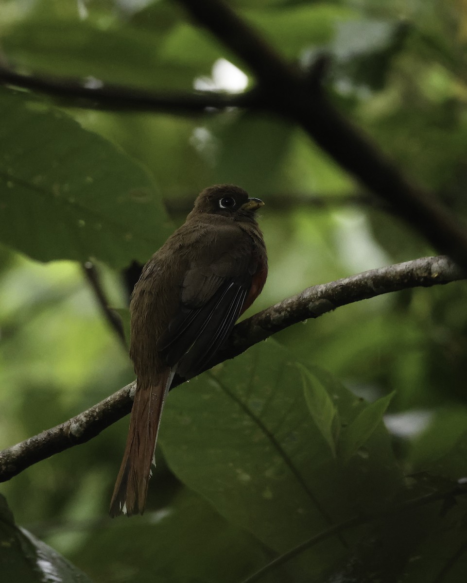 Halkalı Trogon [collaris grubu] - ML621131303