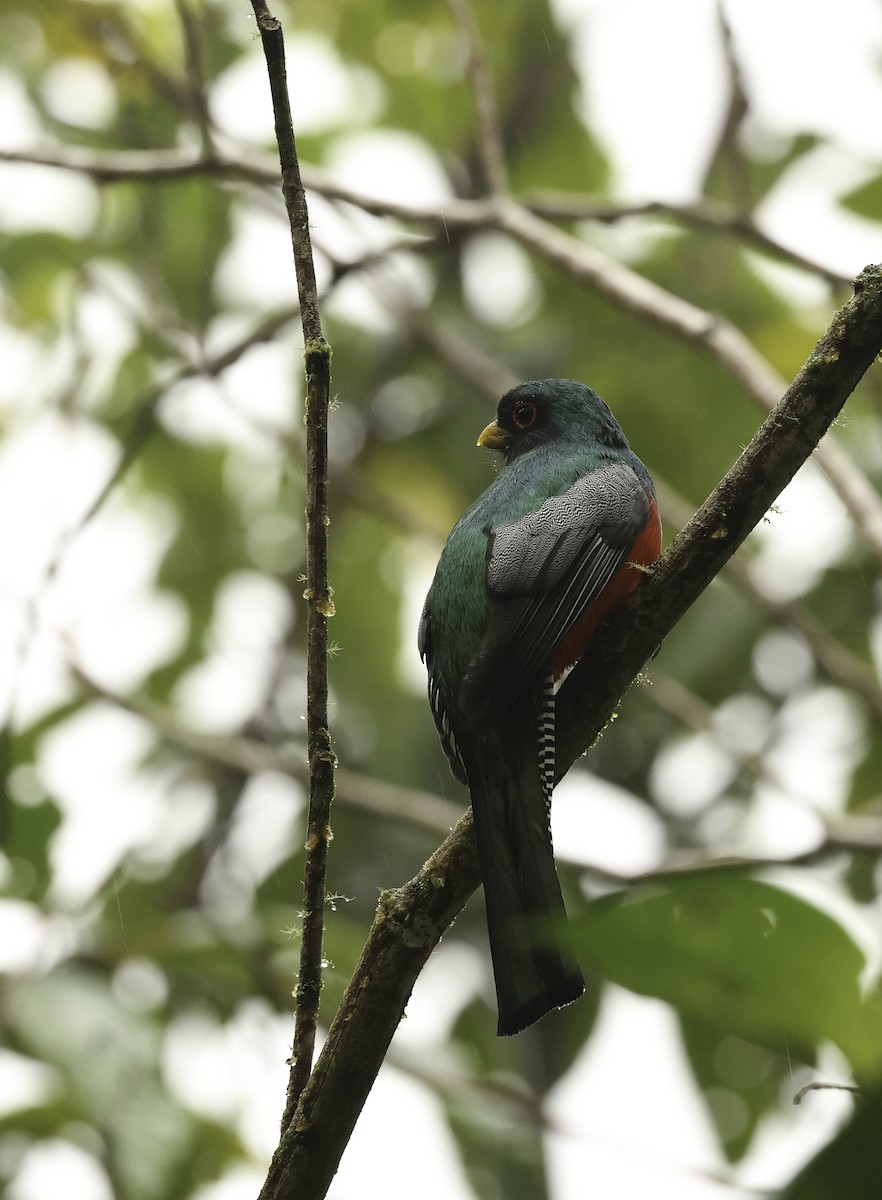 Halkalı Trogon [collaris grubu] - ML621131304