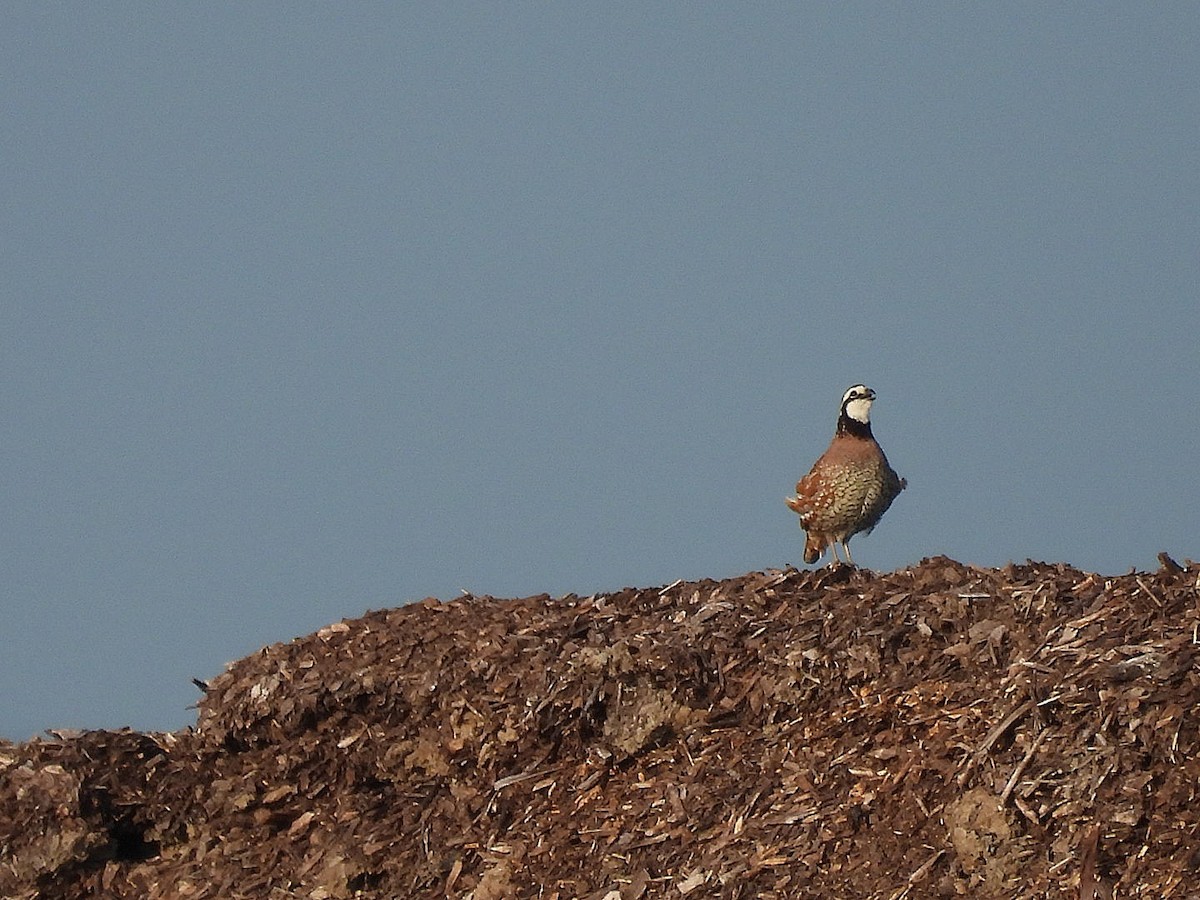 Northern Bobwhite - ML621131309