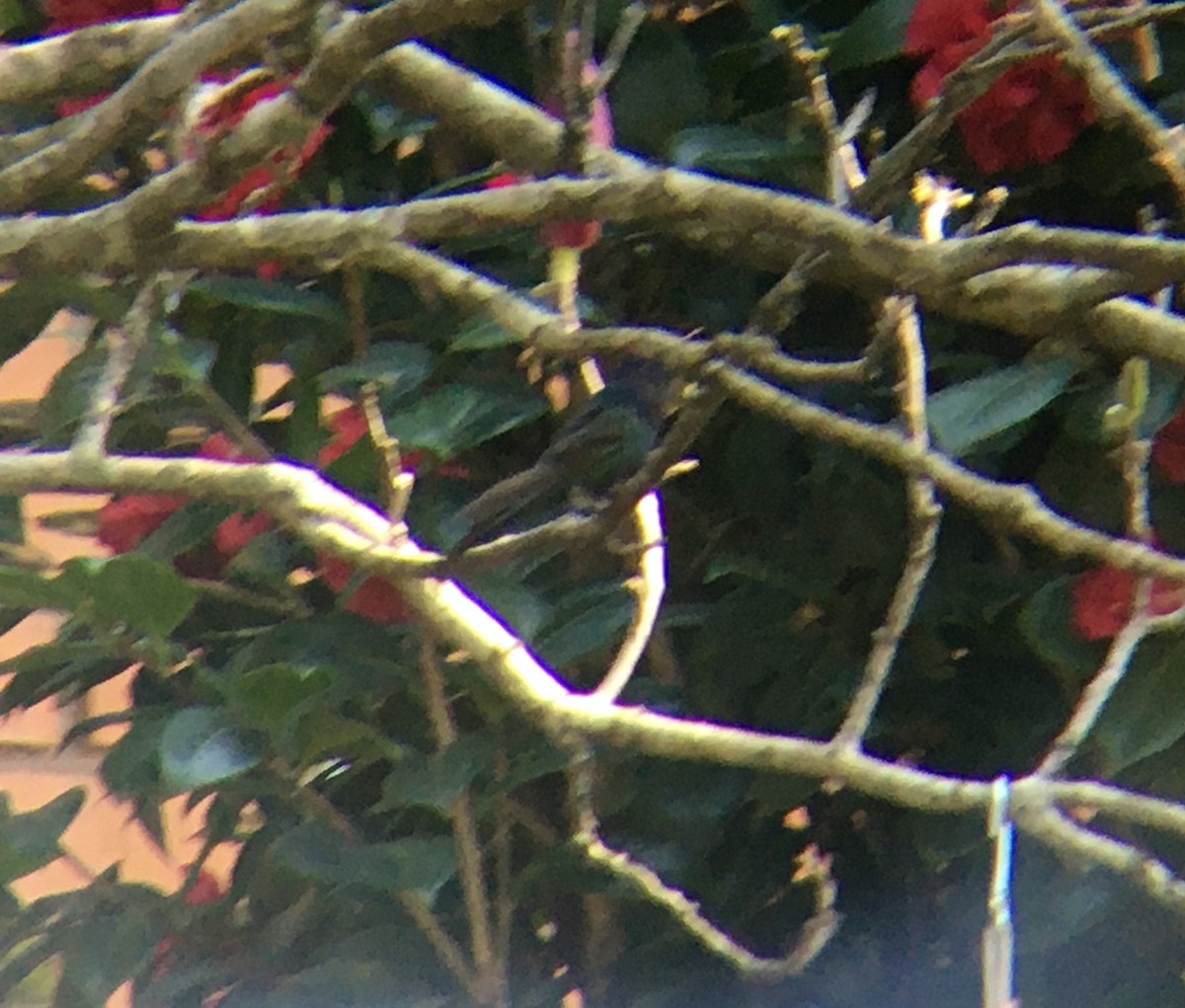 Swallow-tailed Hummingbird - ML621131319