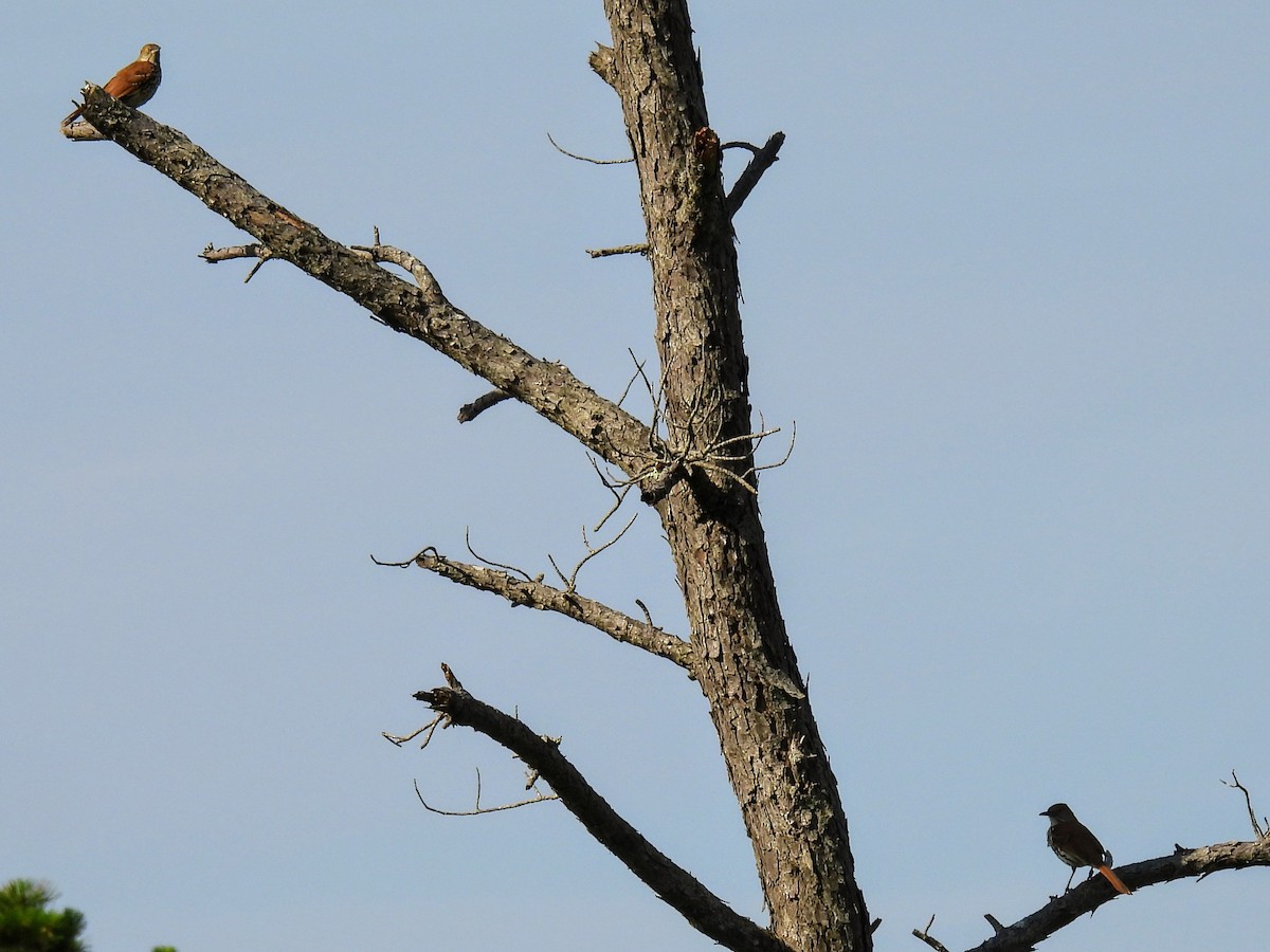 Brown Thrasher - ML621131372