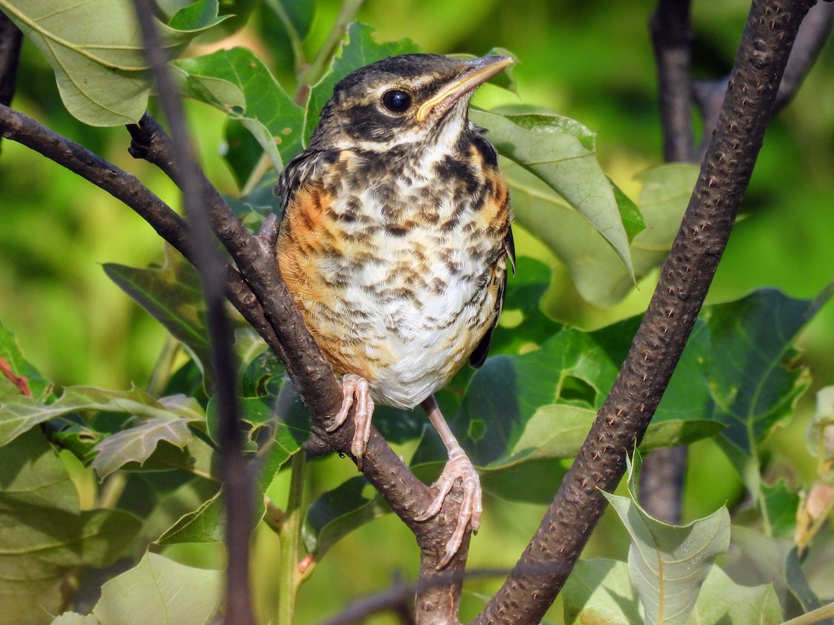 American Robin - ML621131379