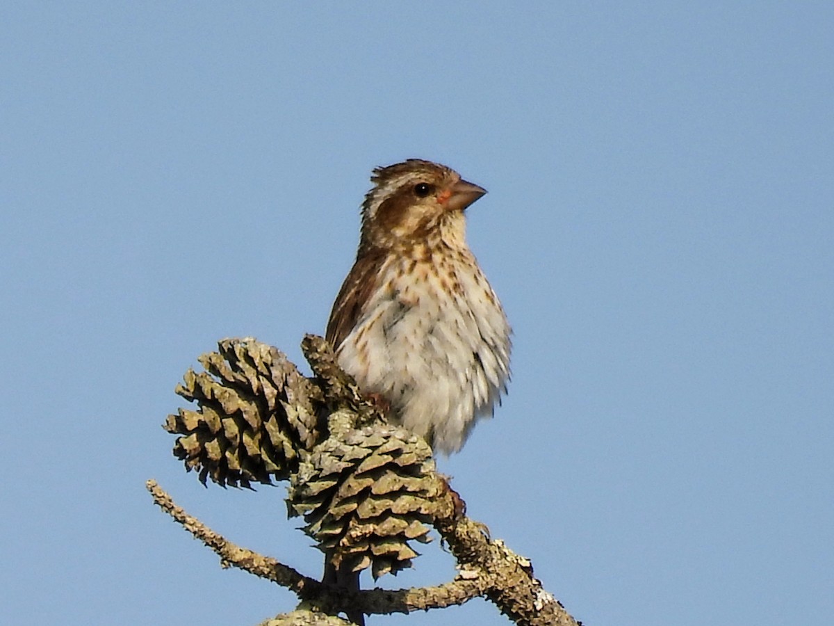 Purple Finch - ML621131385