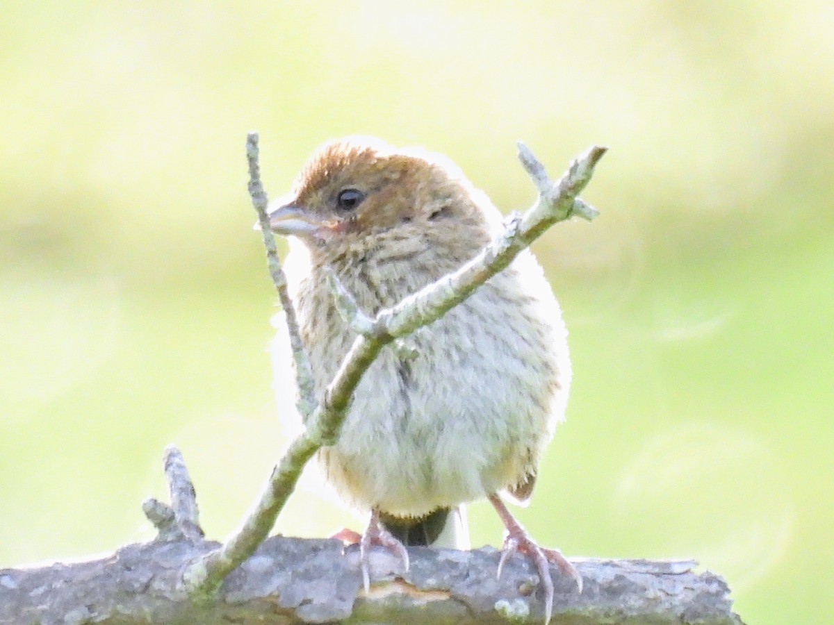 Eastern Towhee - ML621131388