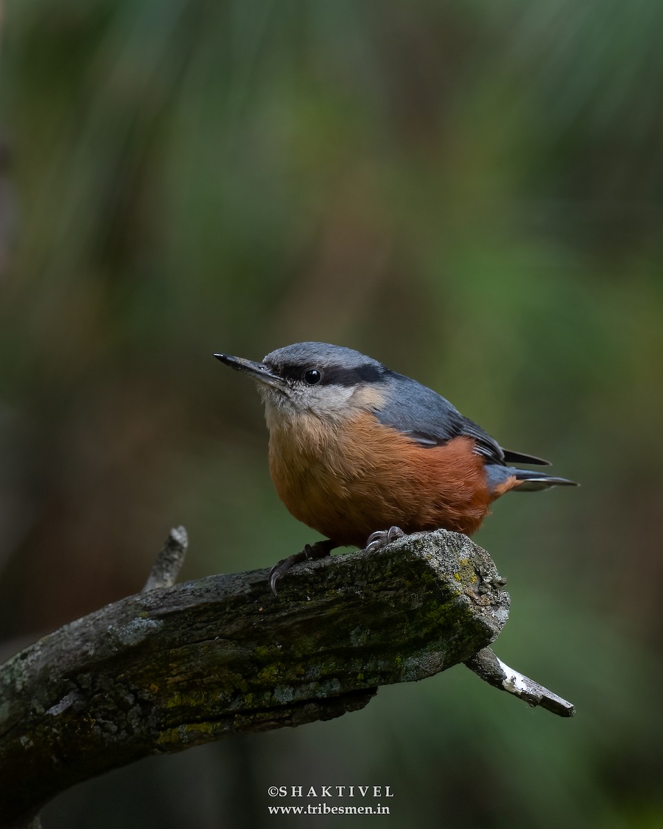 Kashmir Nuthatch - ML621131390