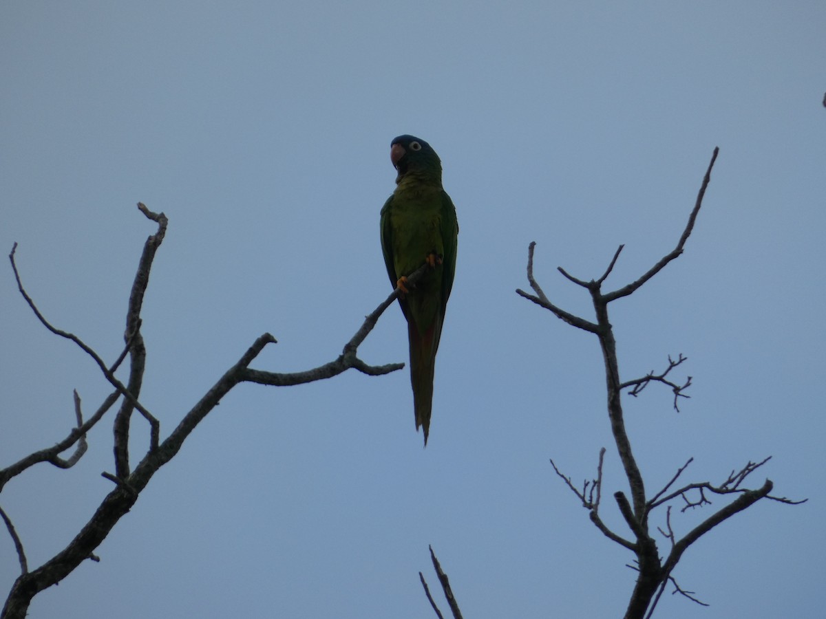 Blue-crowned Parakeet - ML621131399