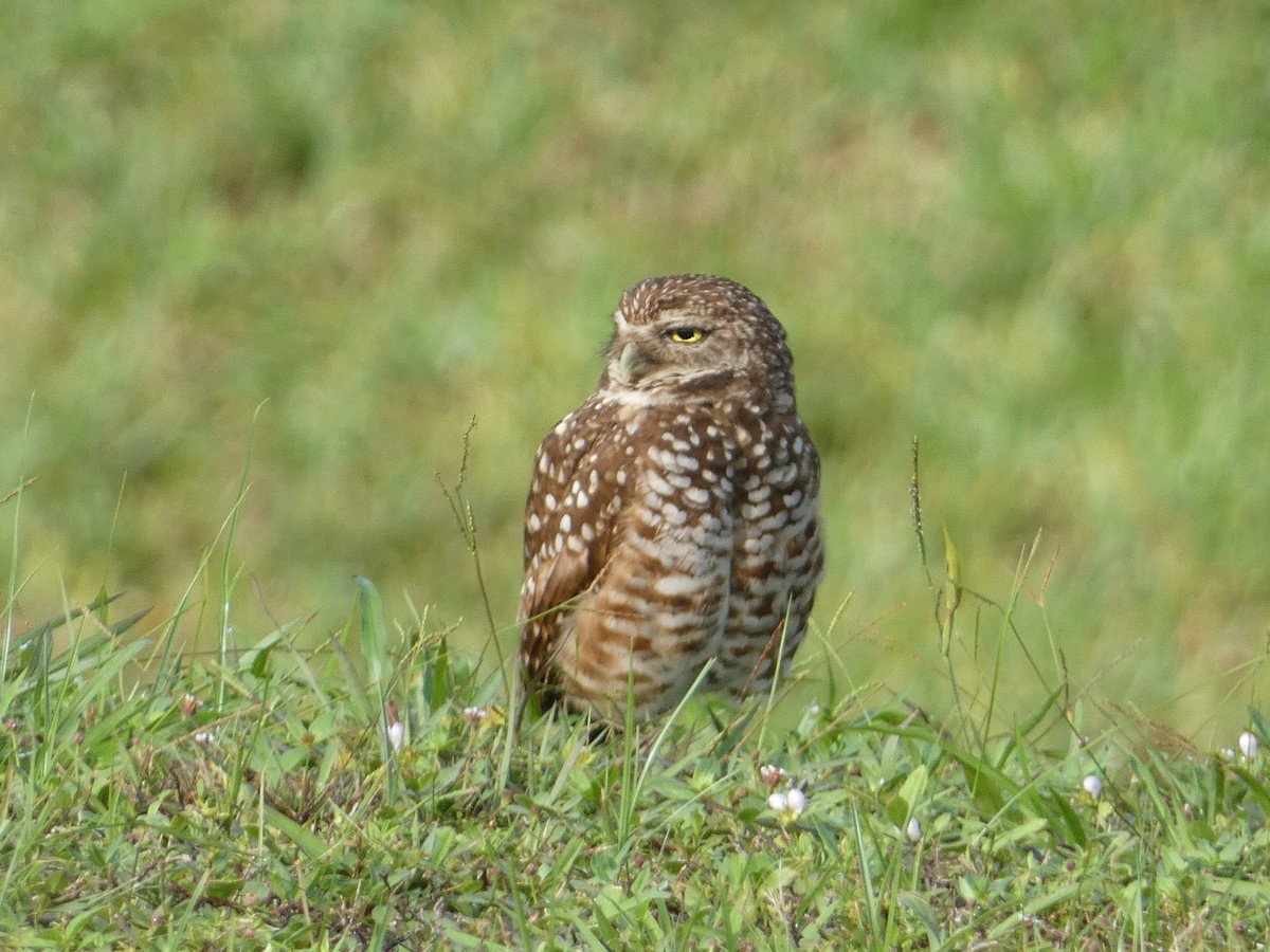 Burrowing Owl - ML621131428