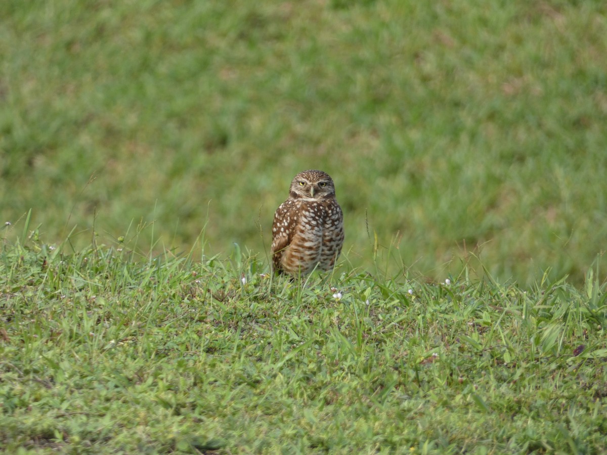 Burrowing Owl - ML621131429