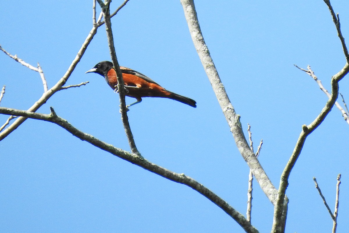 Orchard Oriole - ML621131454