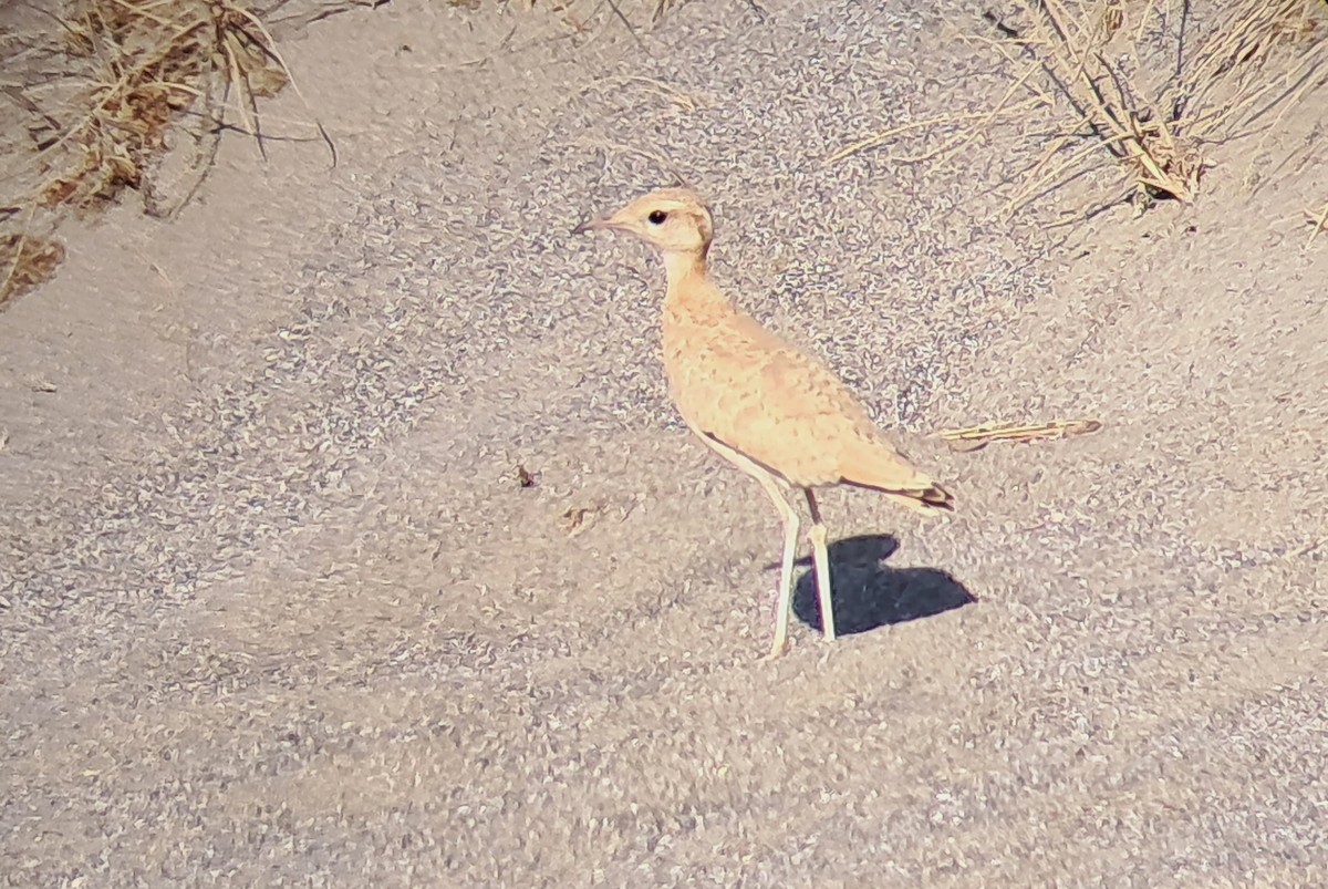Cream-colored Courser - ML621131495
