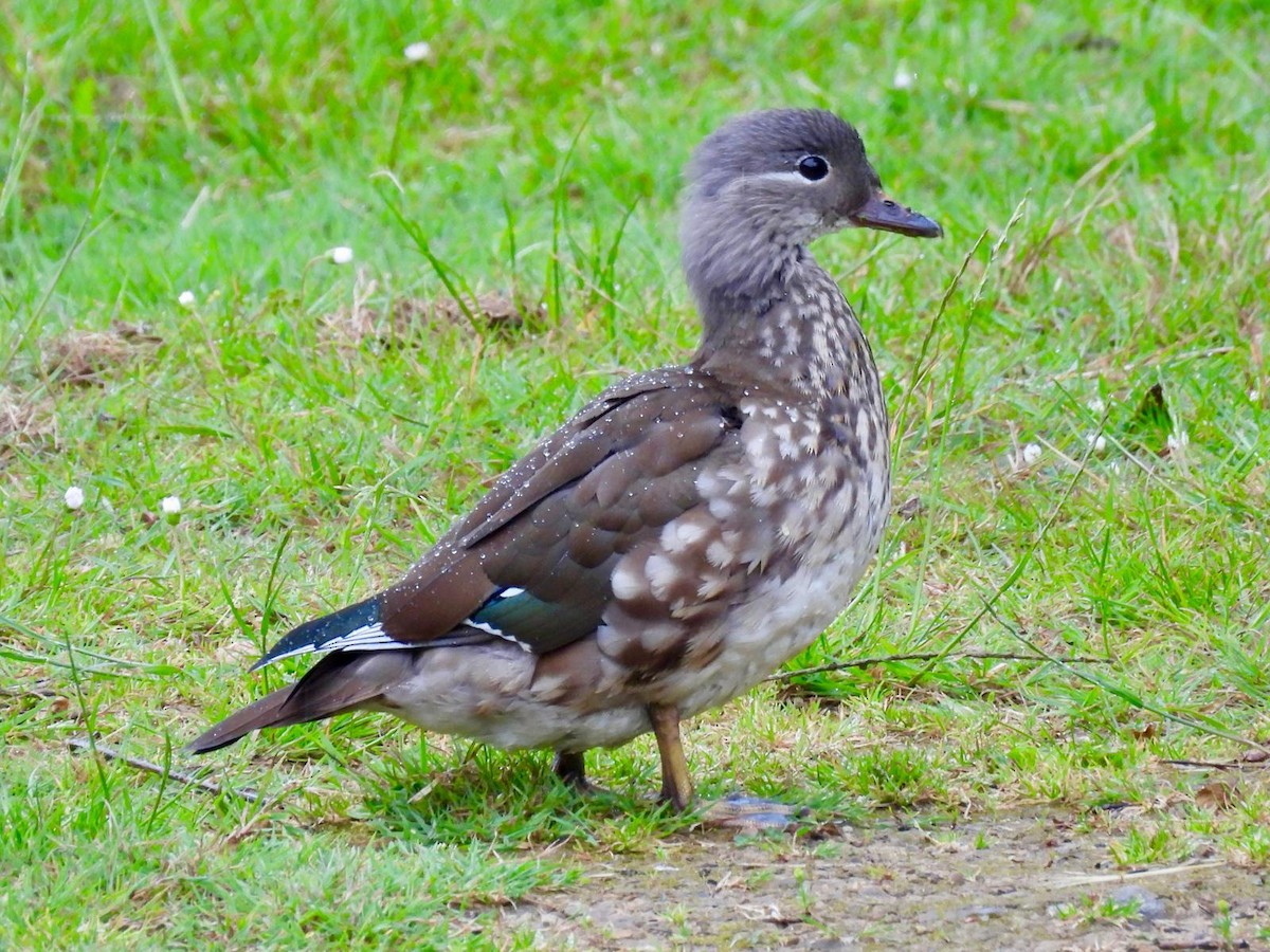 Mandarin Duck - Andy Todd