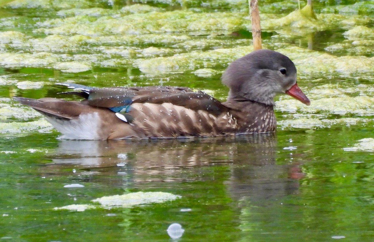 Mandarin Duck - ML621131503