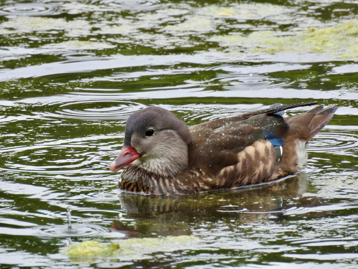 Mandarin Duck - ML621131504