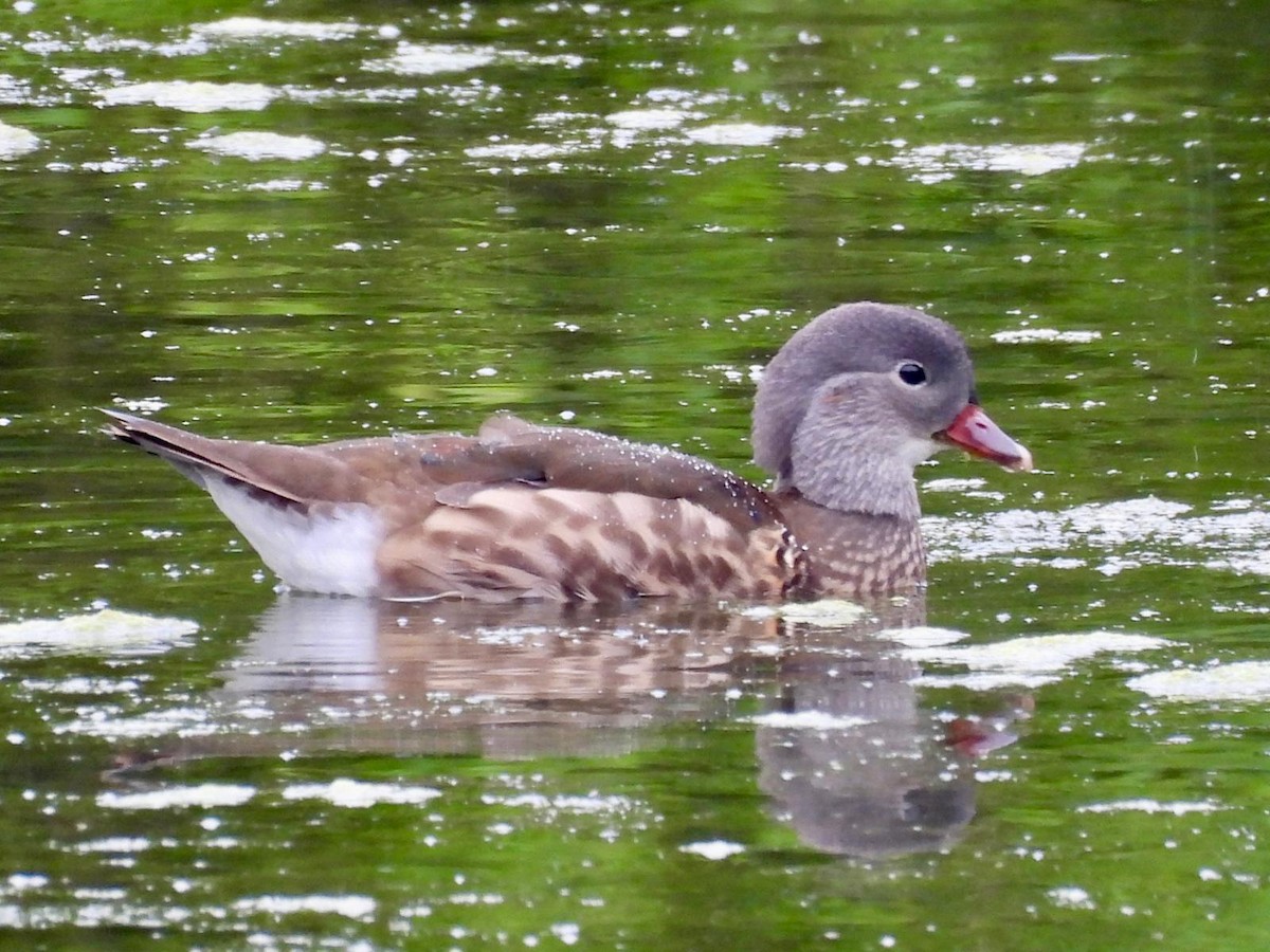 Mandarin Duck - ML621131505