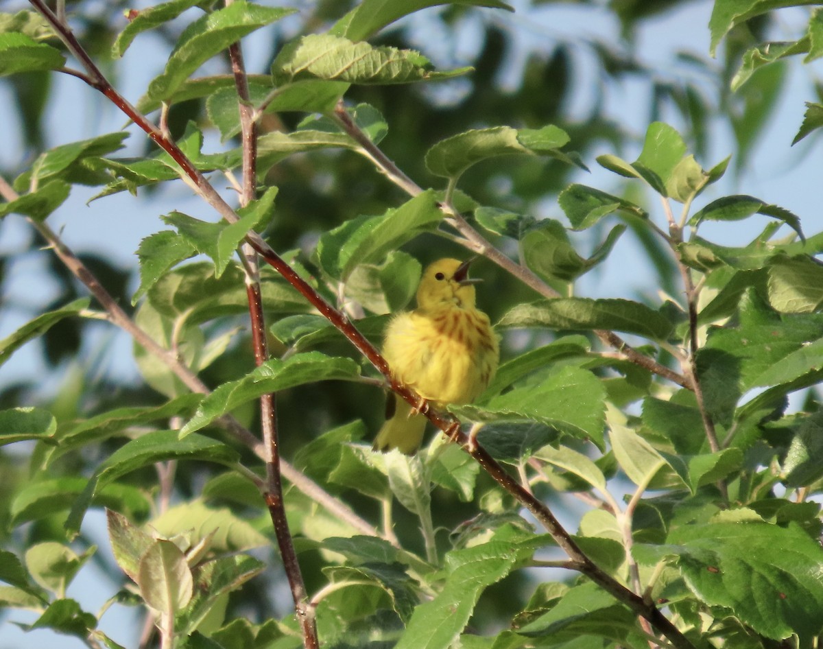 Yellow Warbler - ML621131511