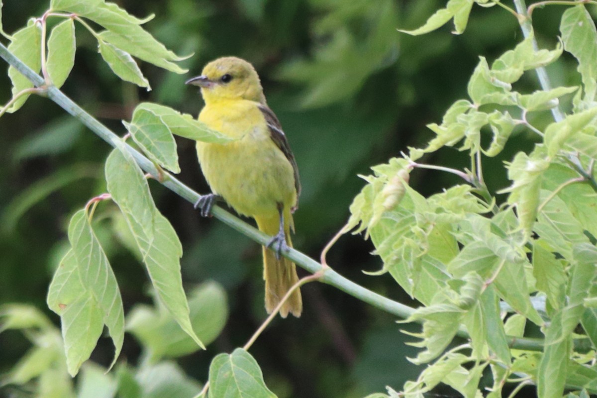 Orchard Oriole - ML621131513