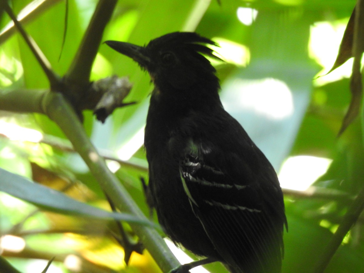 White-lined Antbird - ML621131514