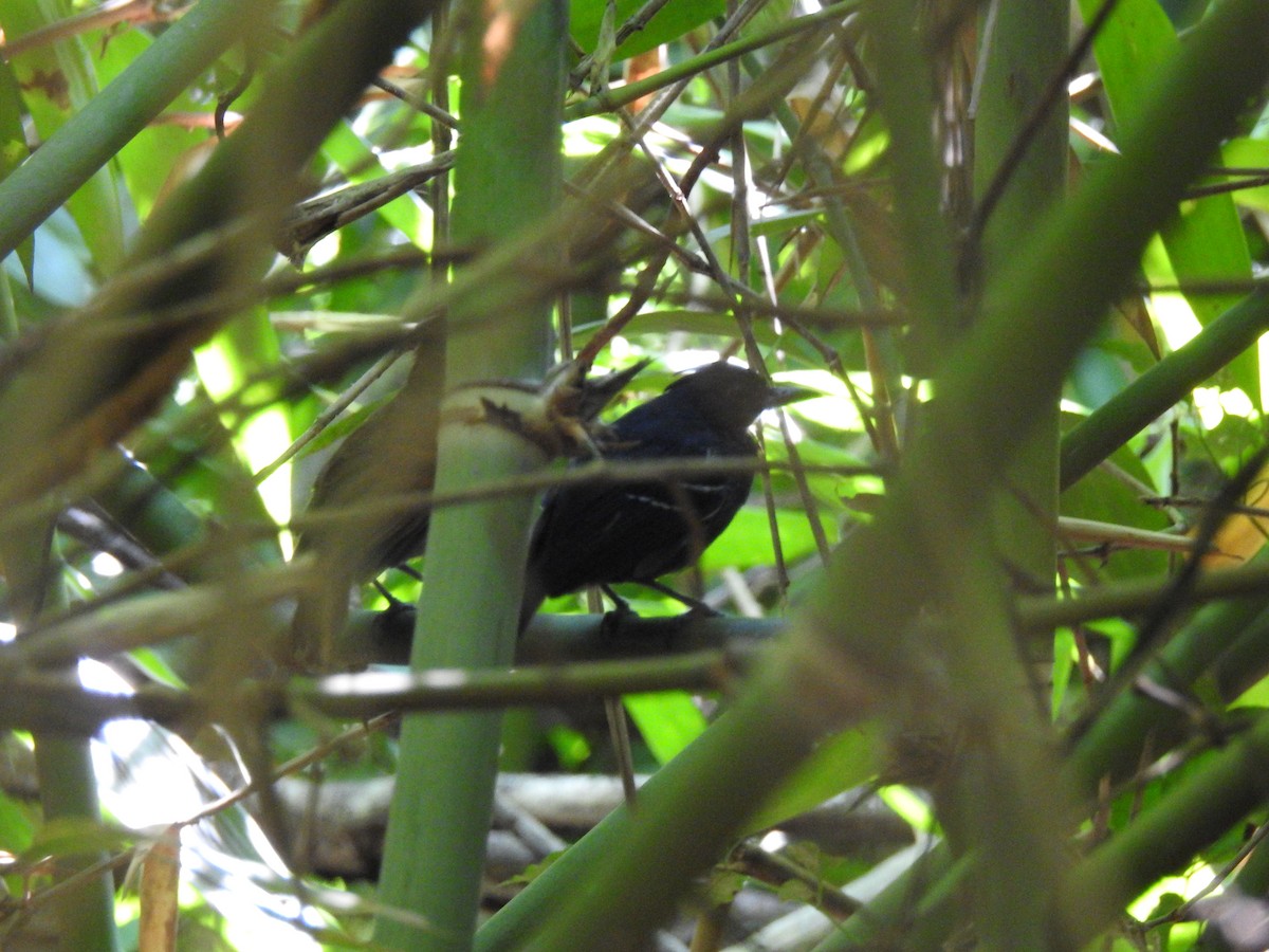 White-lined Antbird - ML621131515