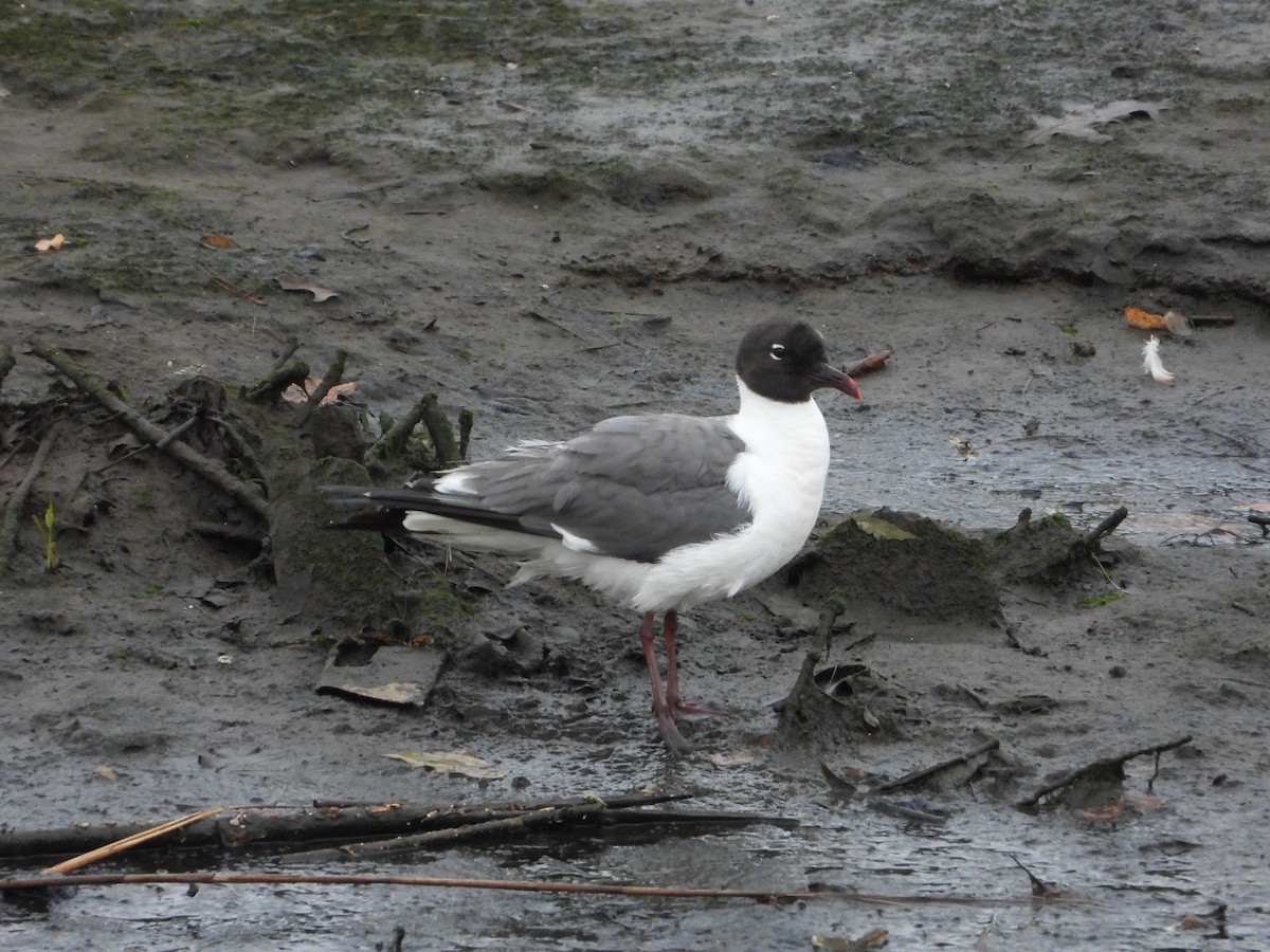 Mouette atricille - ML621131517