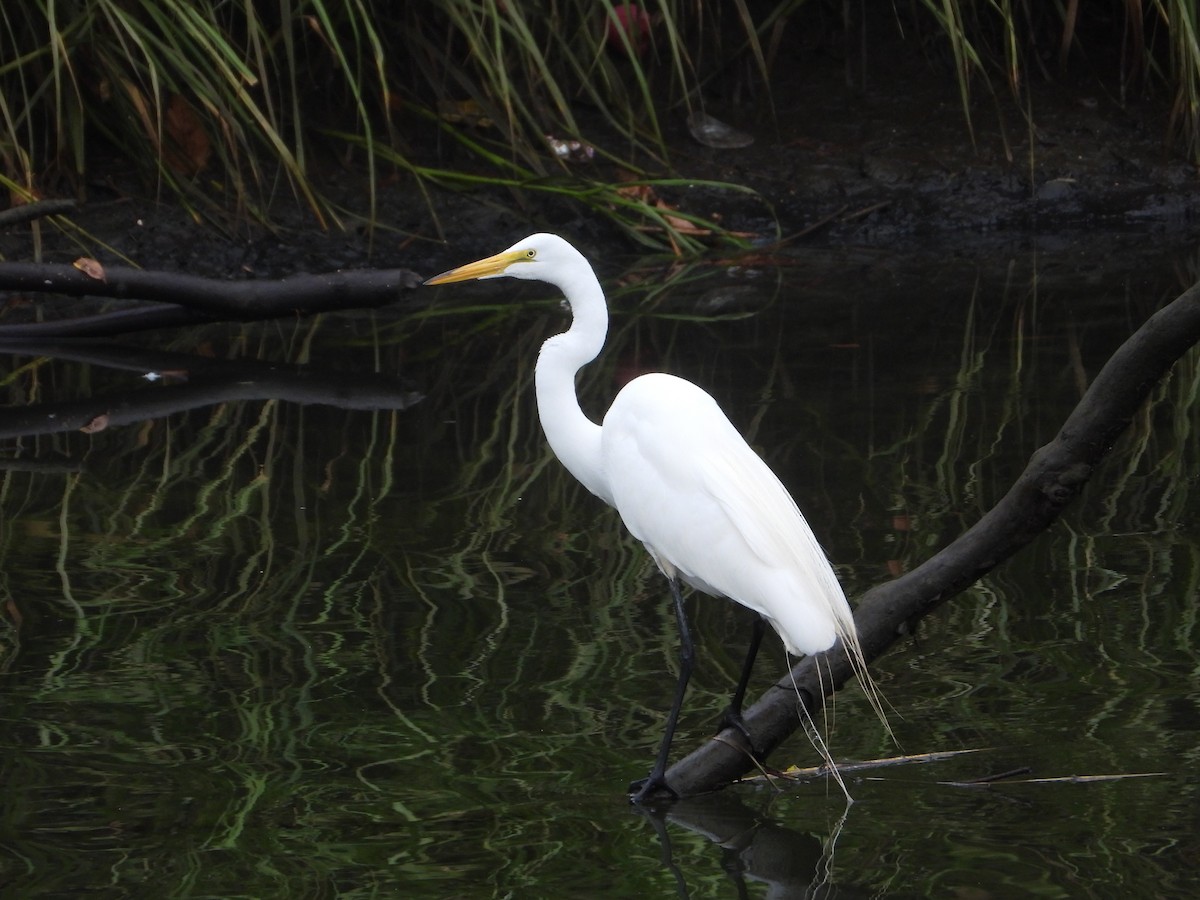 Grande Aigrette - ML621131524