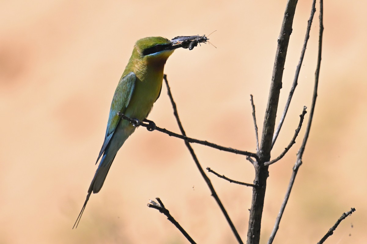 Blue-tailed Bee-eater - ML621131598