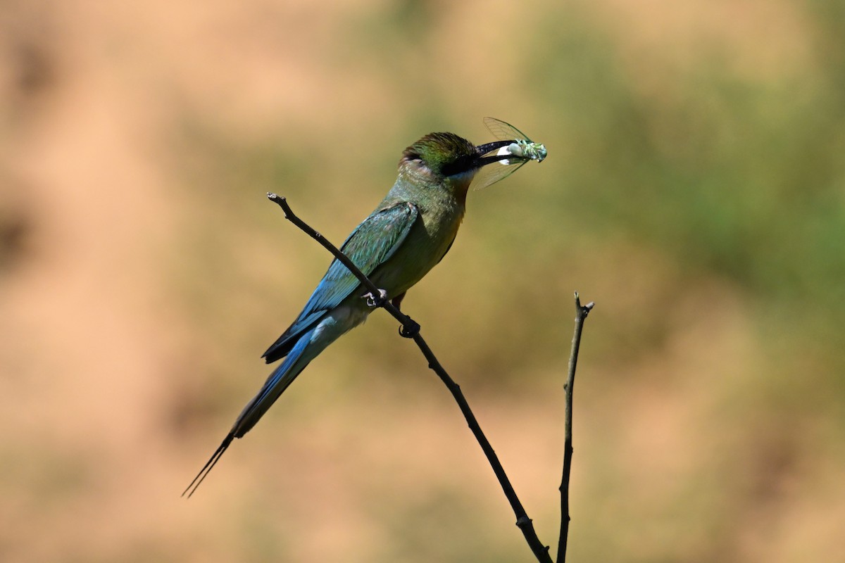 Blue-tailed Bee-eater - ML621131599