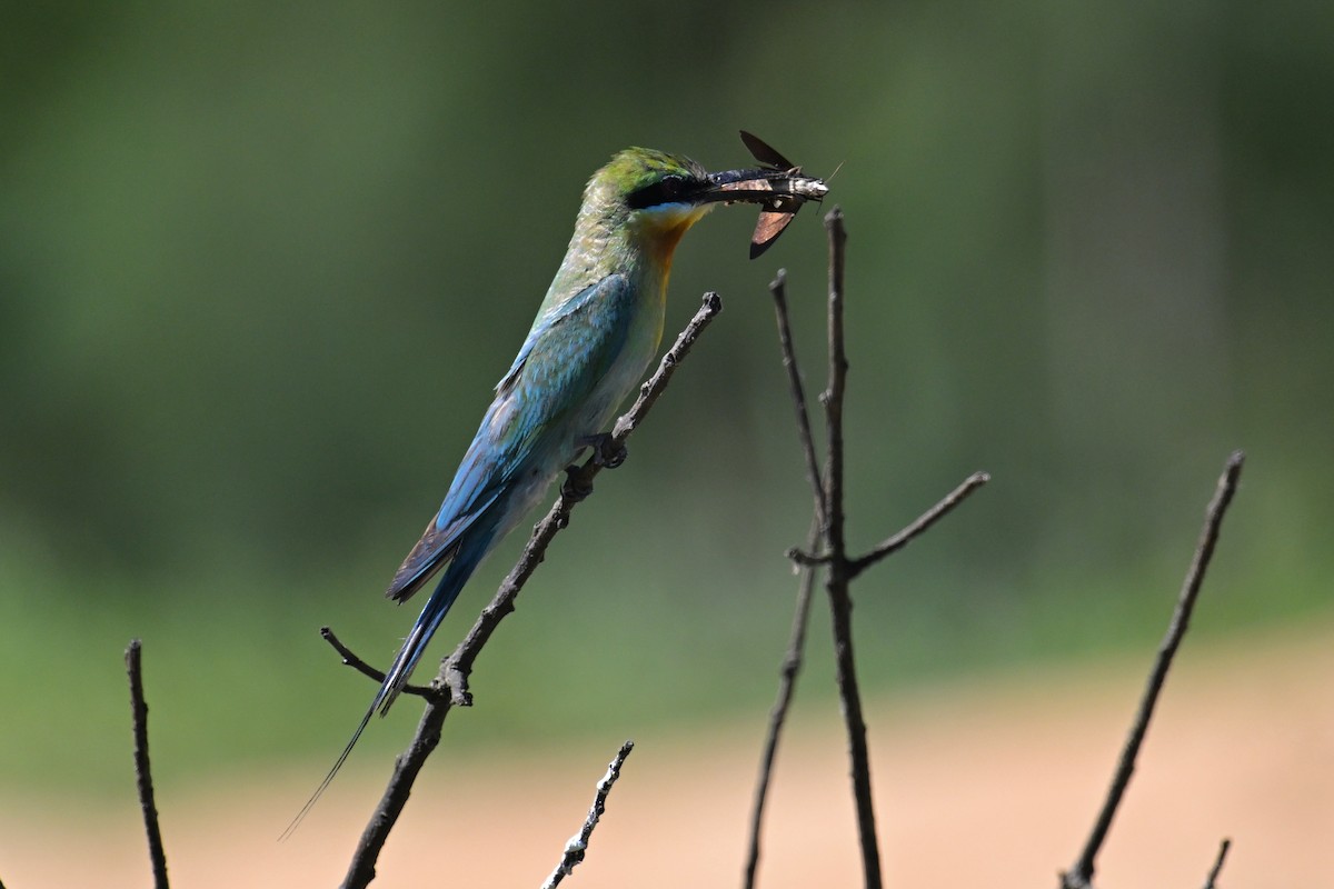 Blue-tailed Bee-eater - ML621131600