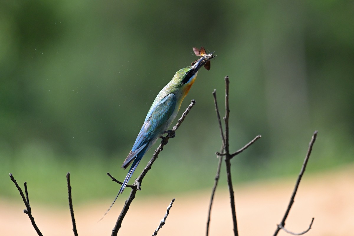 Blue-tailed Bee-eater - ML621131601