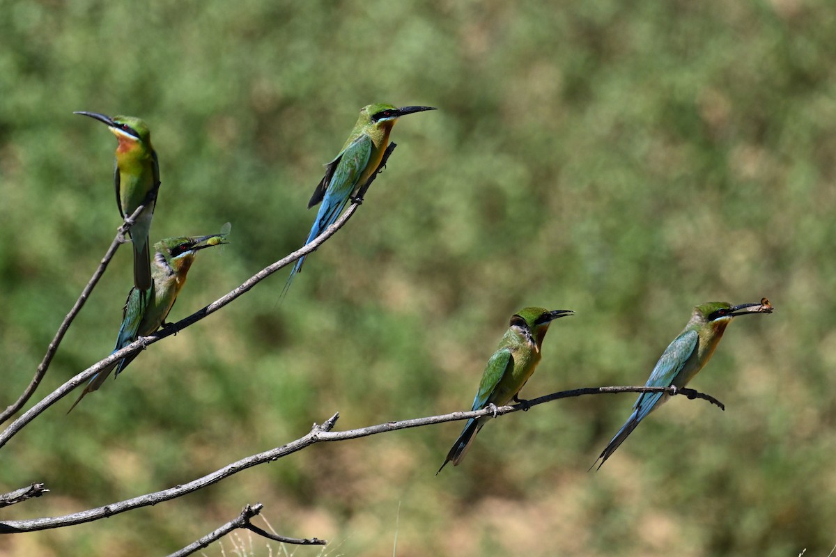 Blue-tailed Bee-eater - ML621131602