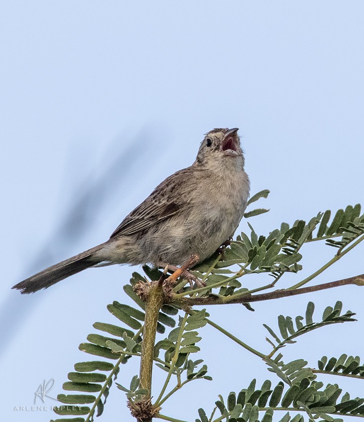 Cassin's Sparrow - ML621131605