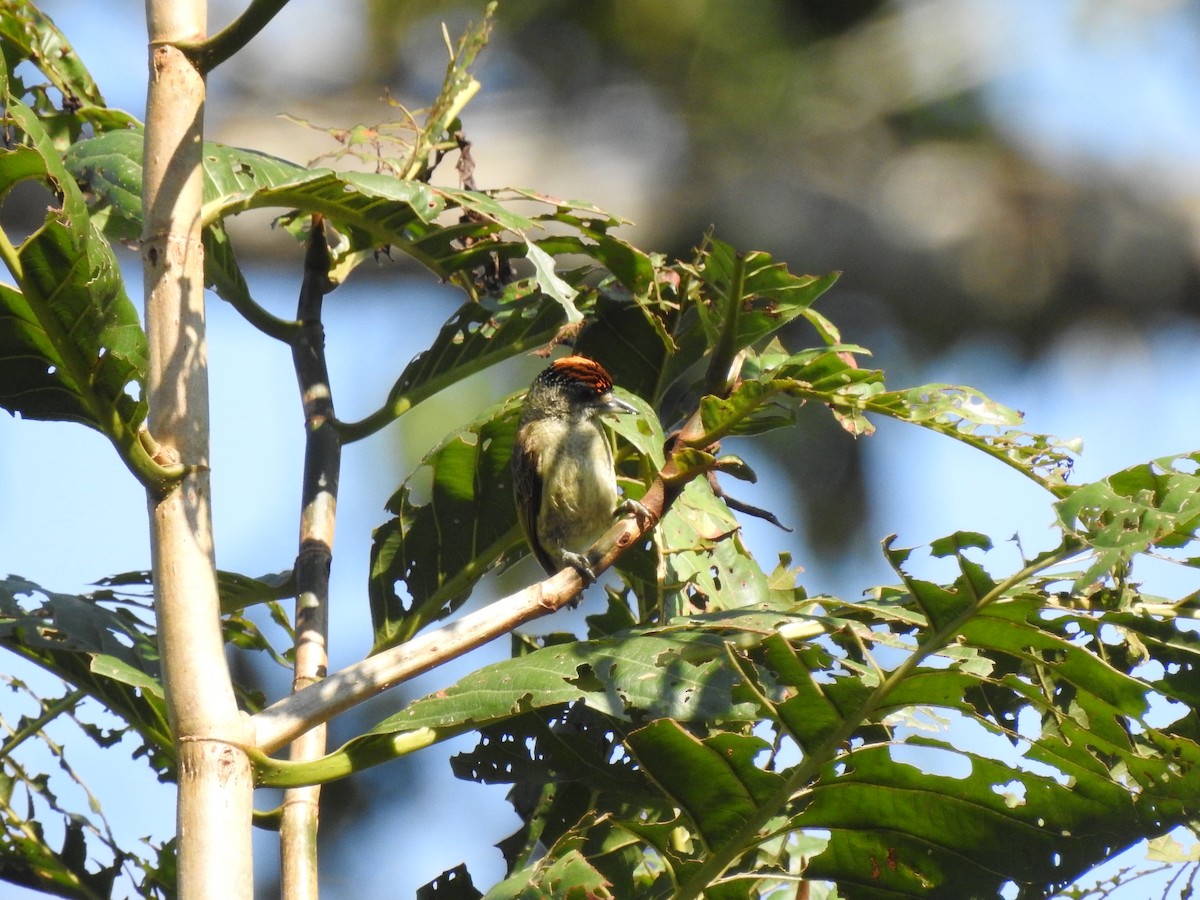 Fine-barred Piculet - ML621131625