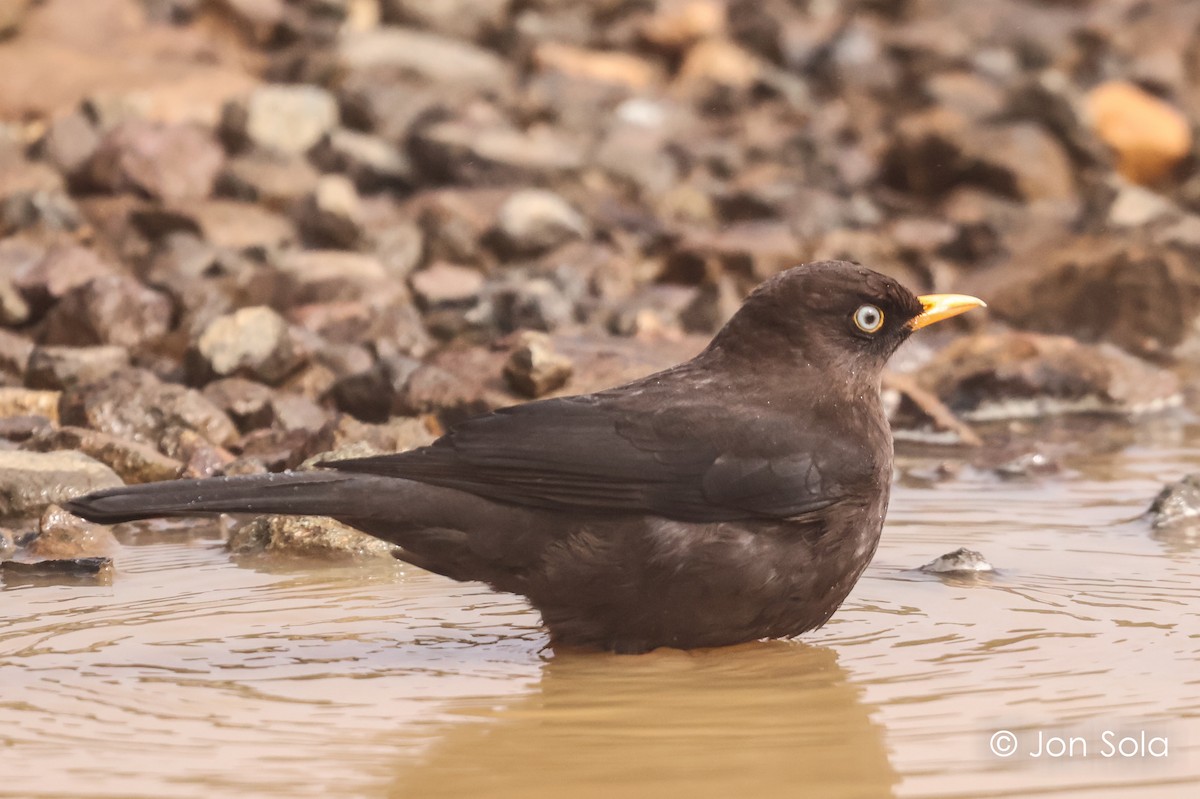 Sooty Thrush - ML621131645