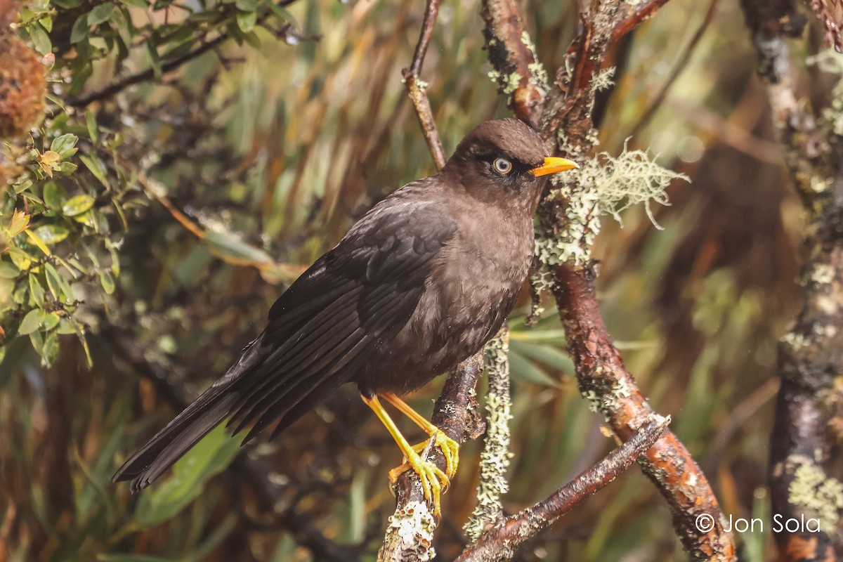 Sooty Thrush - ML621131646