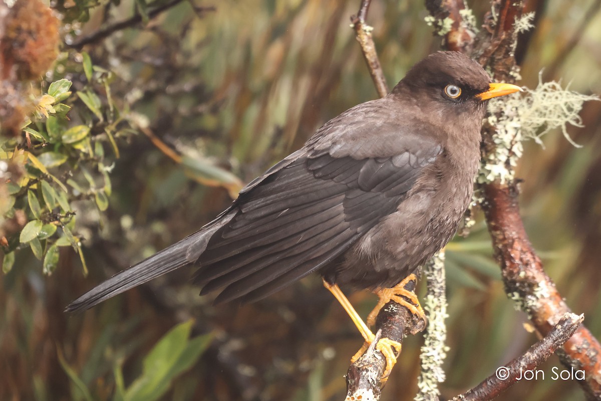 Sooty Thrush - ML621131647